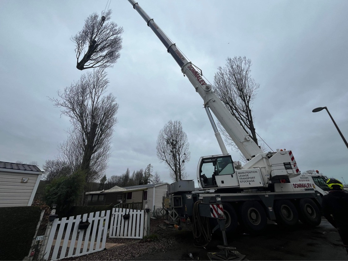 Abattage Bouvaincourt sur Bresle