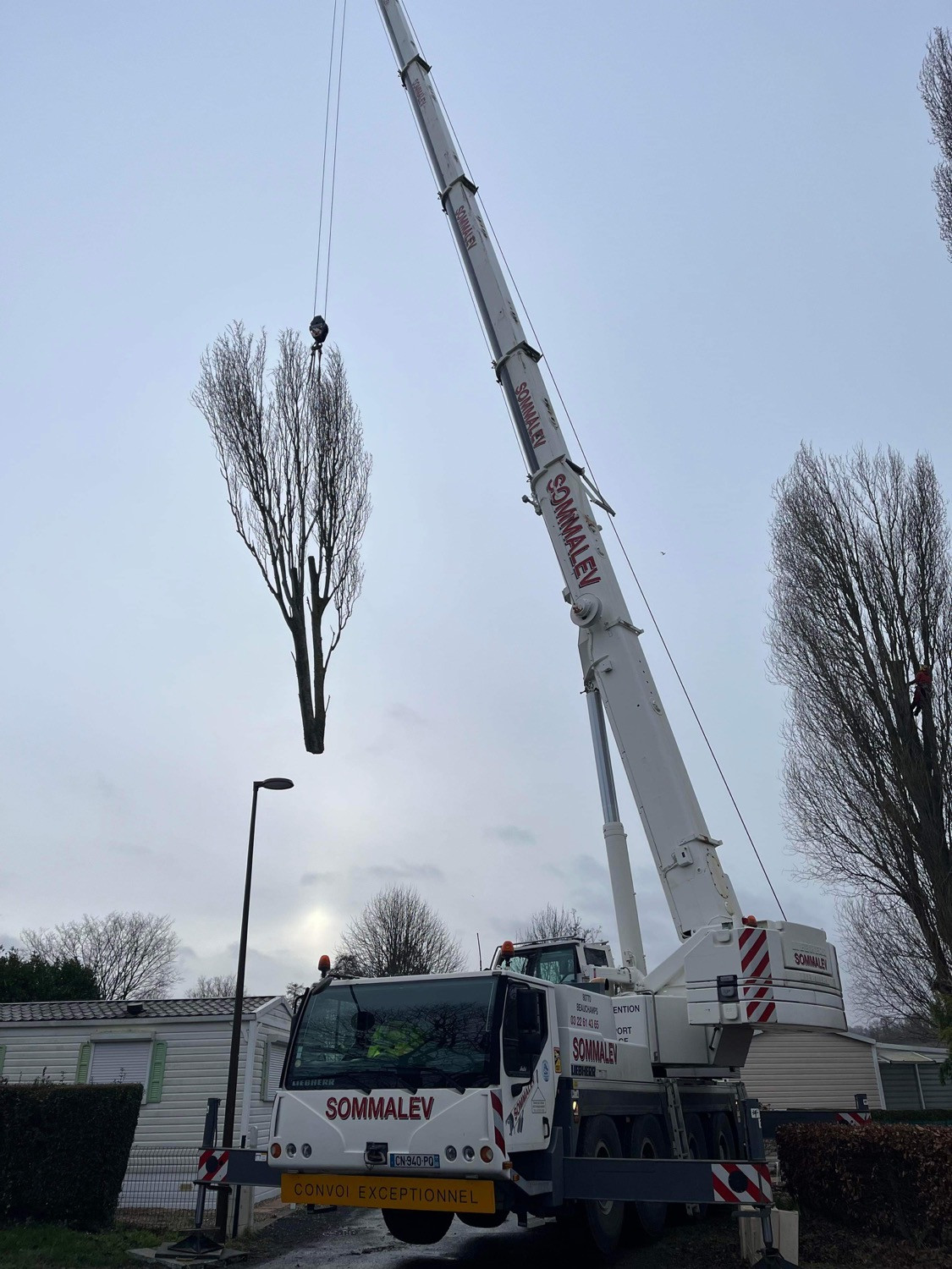 Abattage Bouvaincourt sur Bresle