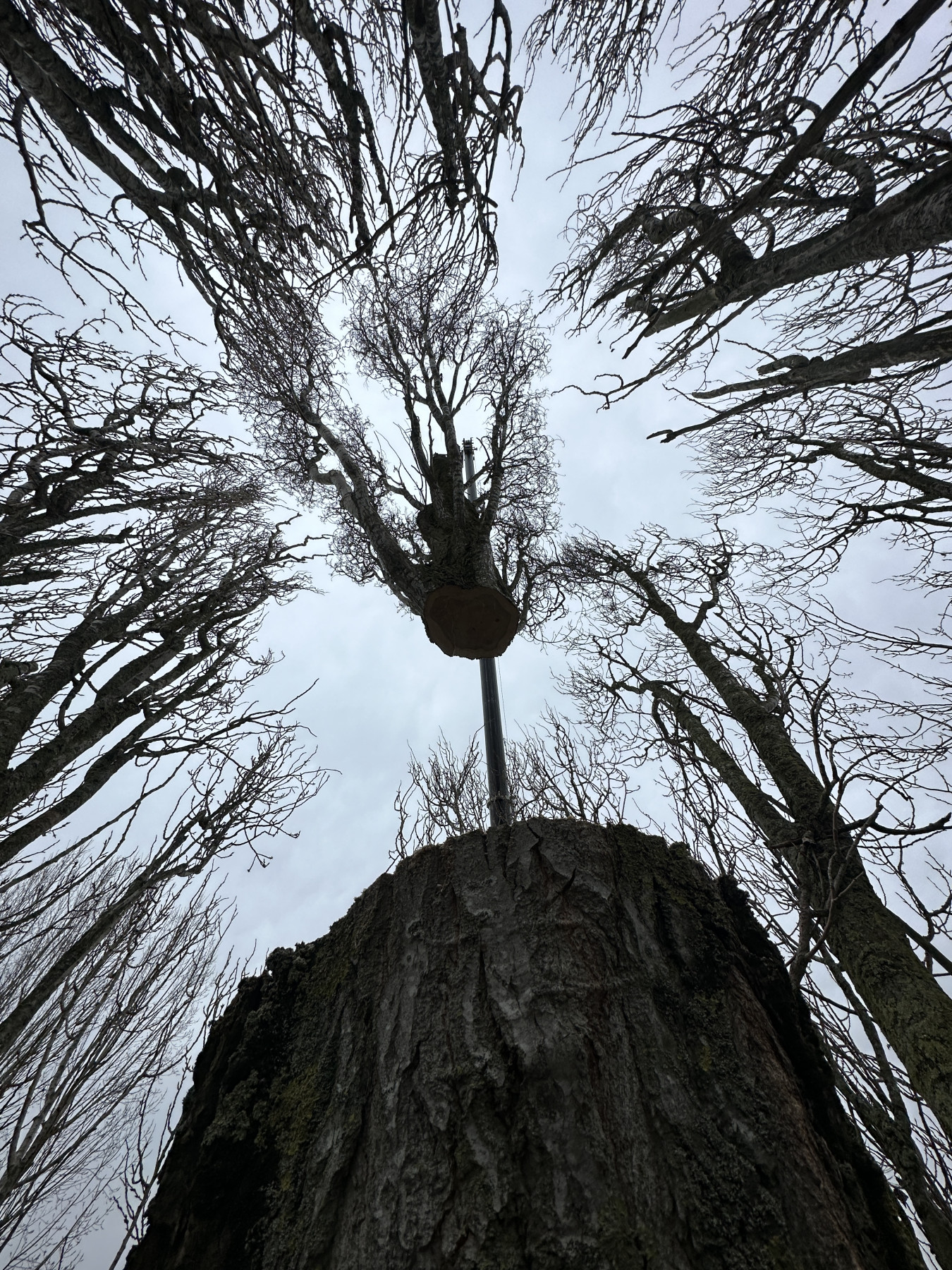 Abattage Bouvaincourt sur Bresle