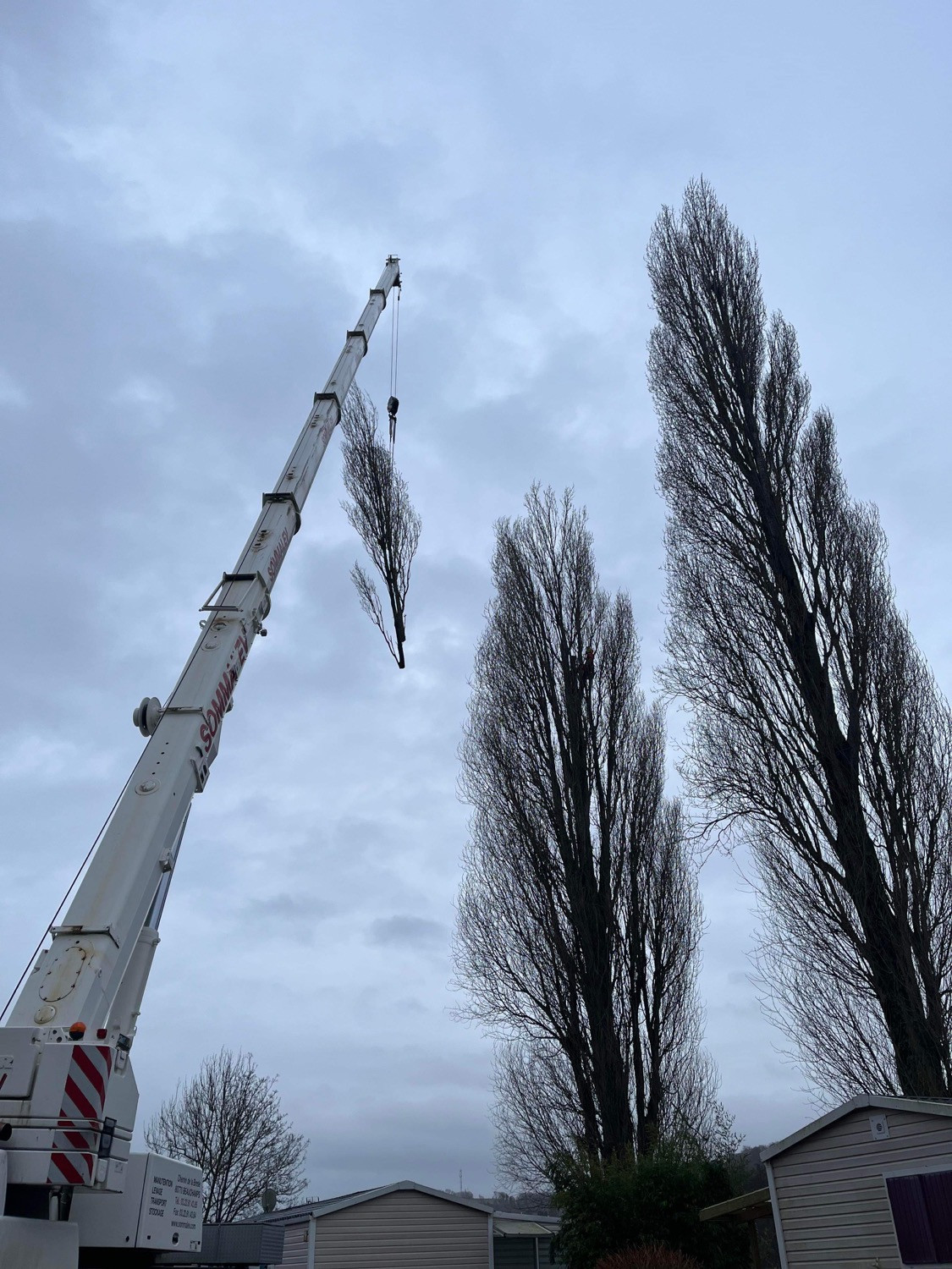 Abattage Bouvaincourt sur Bresle