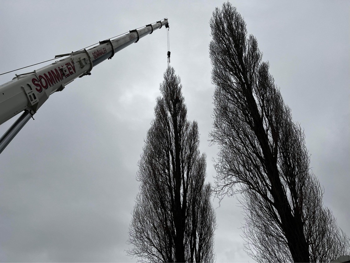 Abattage Bouvaincourt sur Bresle