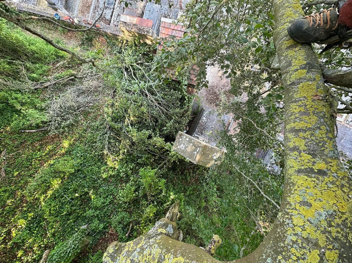 Abattage délicat, Hermes Berthecourt