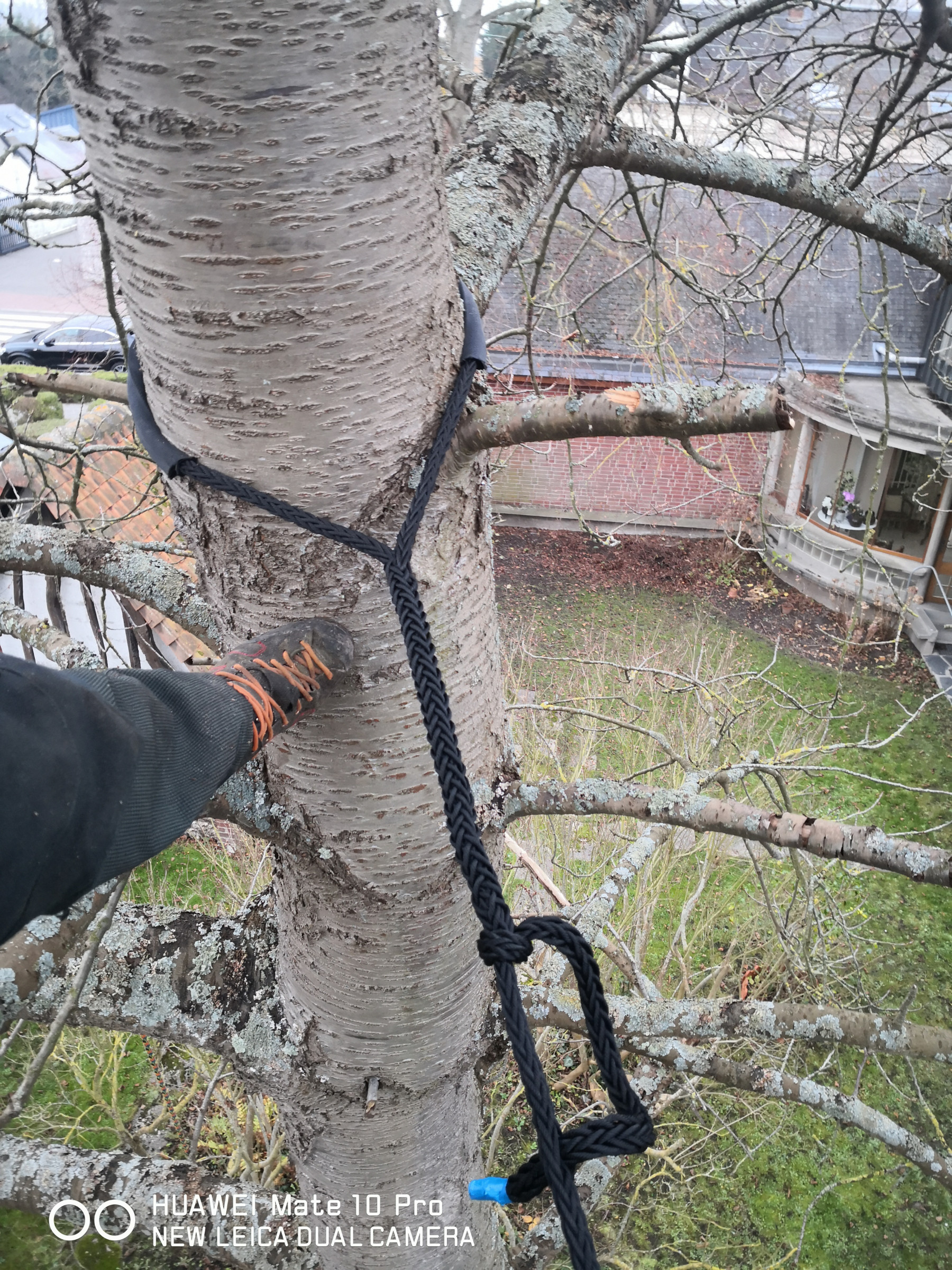 Haubanage-cerisier-Eu