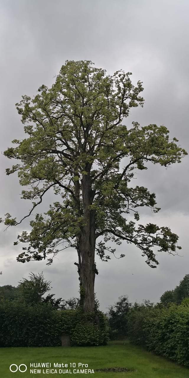 Taille-tilleul-morvilliers-oise