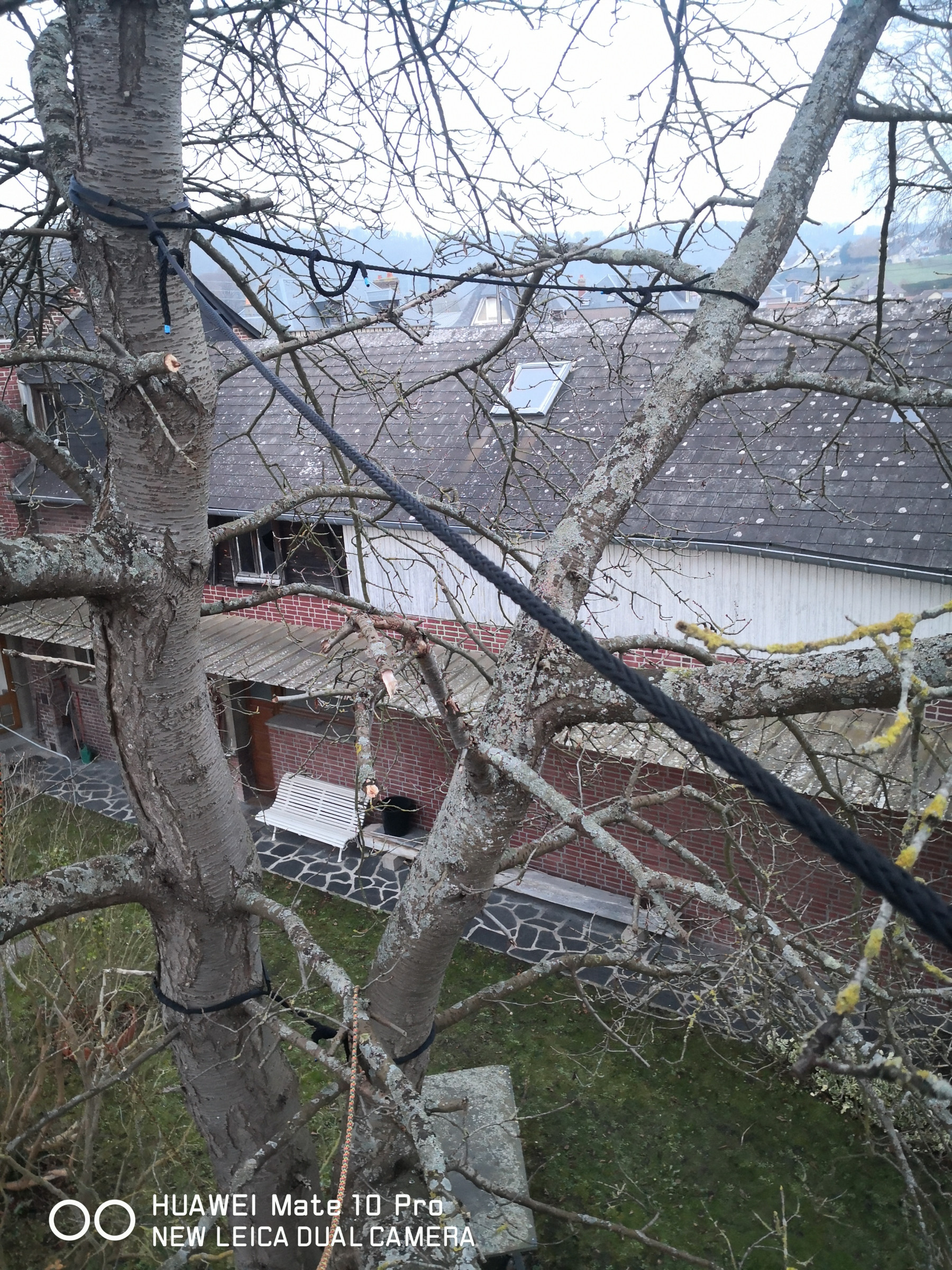 Haubanage-cerisier-Eu