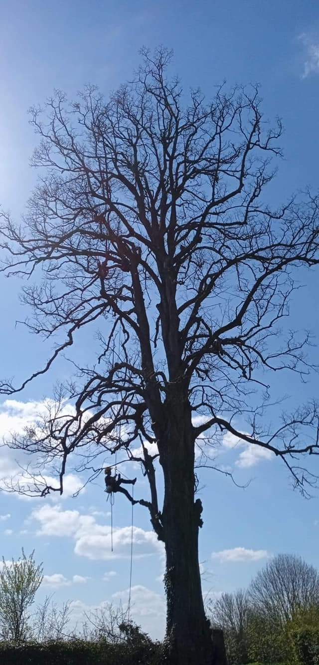 Taille-tilleul-morvilliers-oise