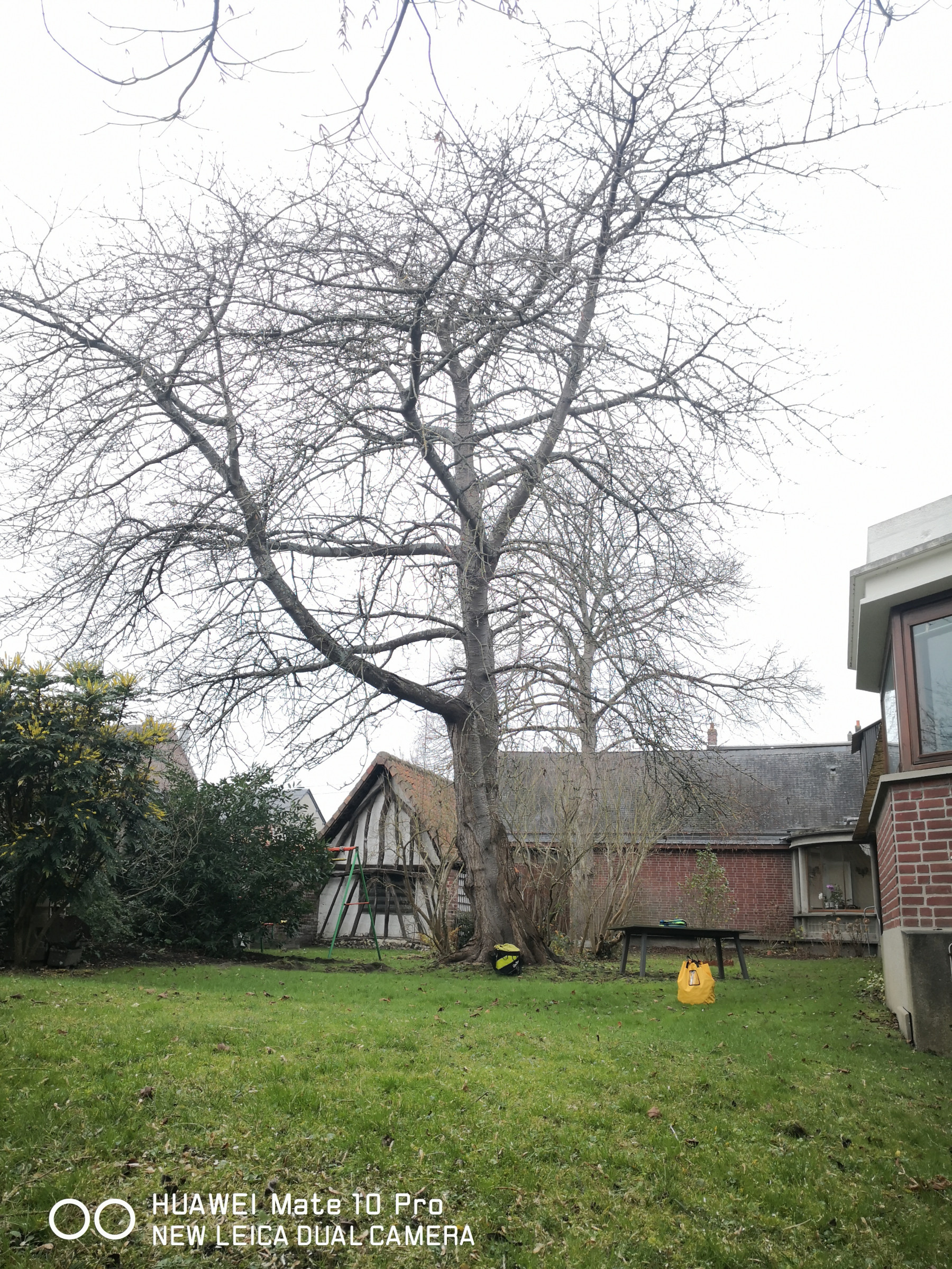 Haubanage-cerisier-Eu