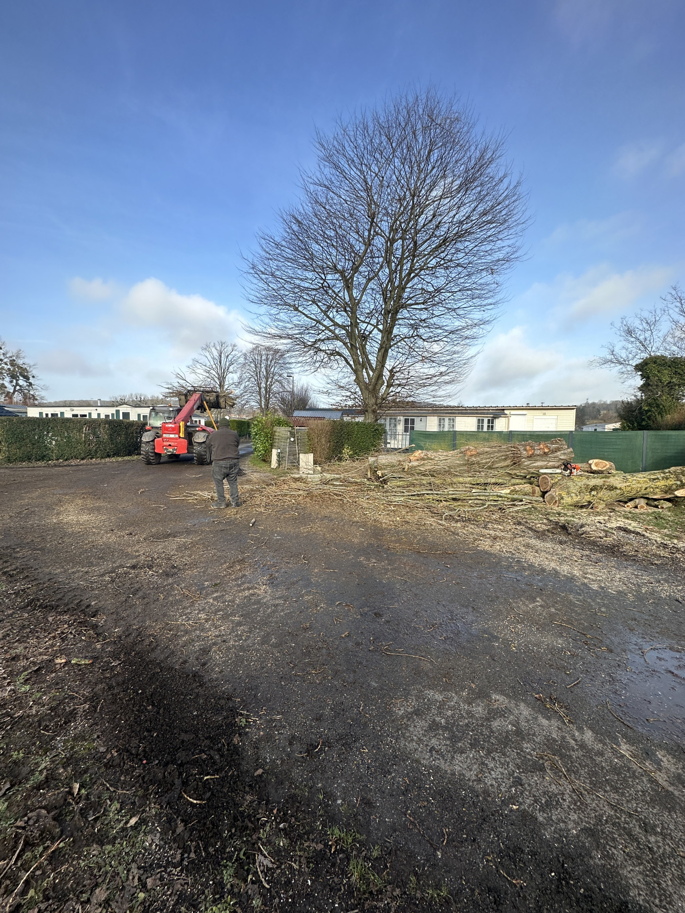 Abattage Bouvaincourt sur Bresle