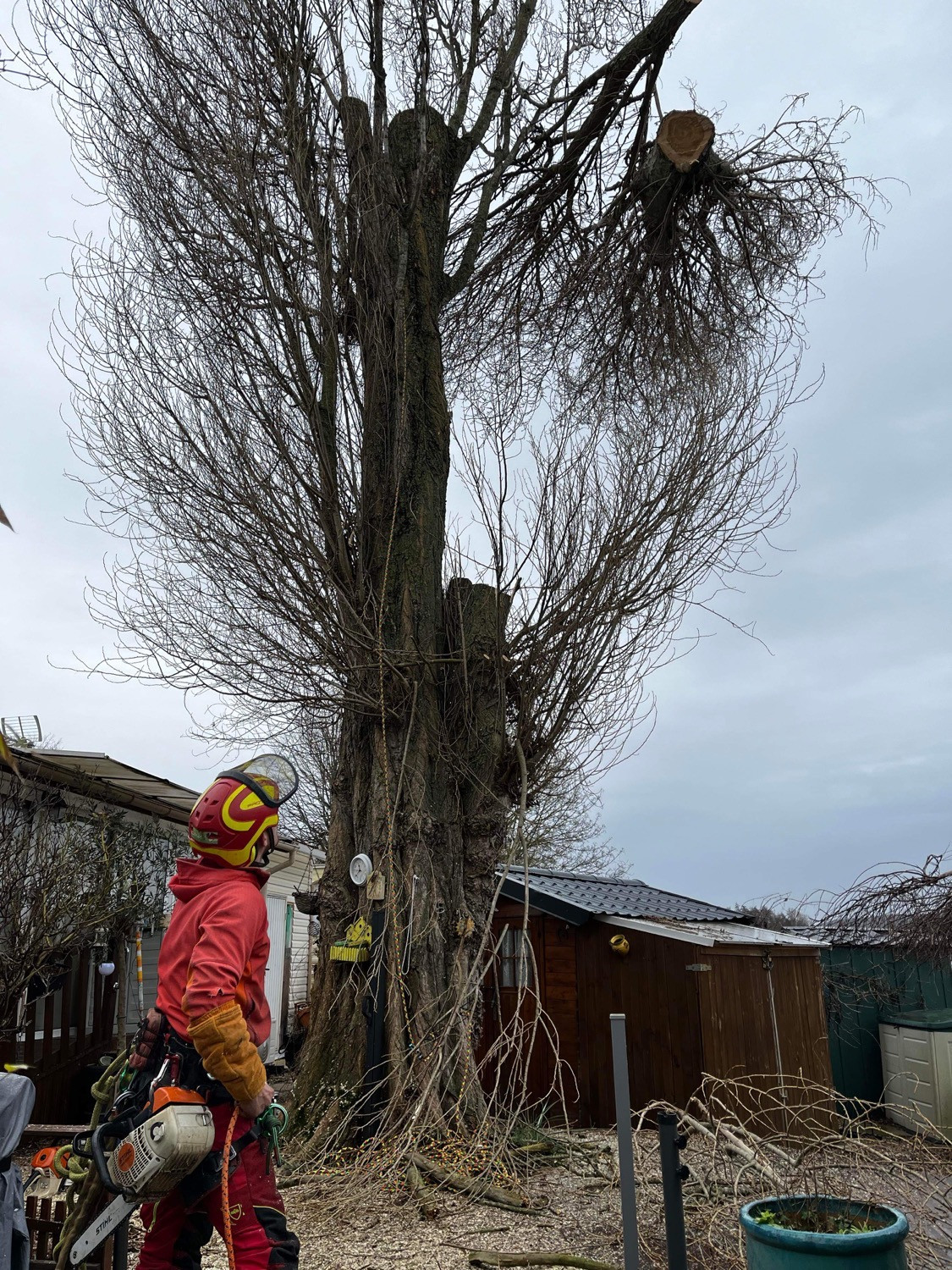 Abattage Bouvaincourt sur Bresle